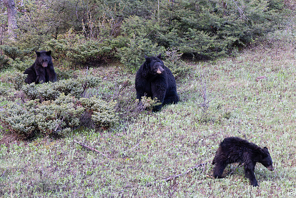 Yellowstone _MAK4253-Enhanced-NR