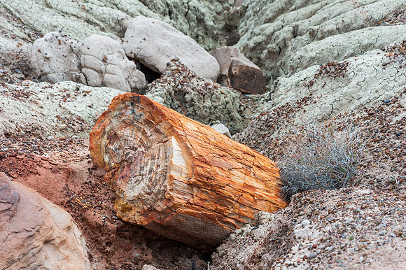 Petrified Forest-MAK_6223