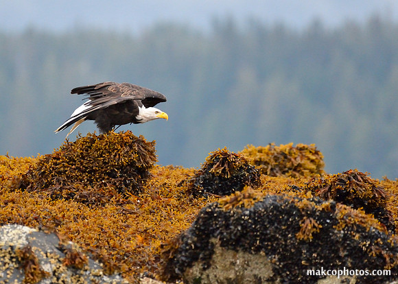 Alaska-2016-MAK_0583c