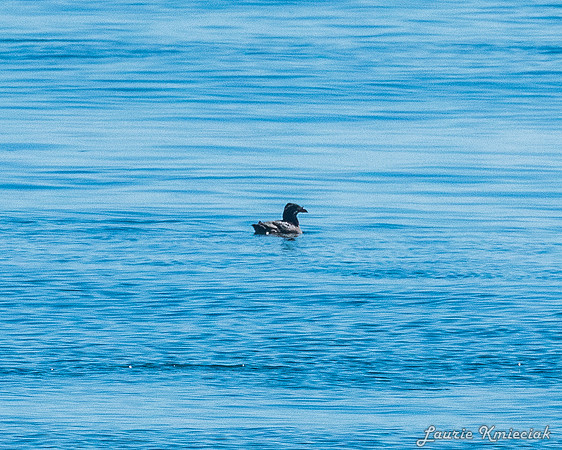 Nwhidby-LAK_3822