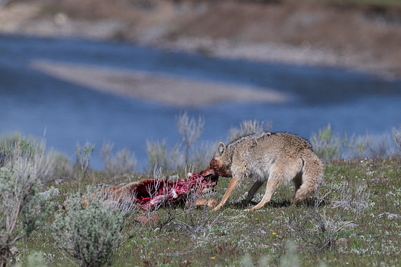Yellowstone _MAK0355