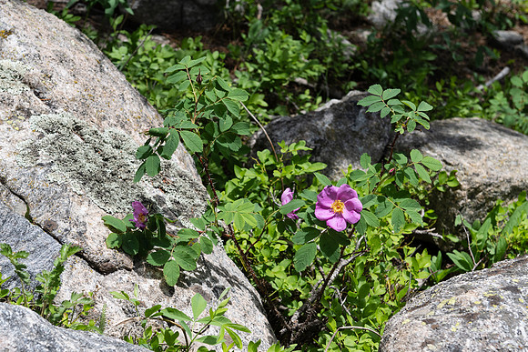 Rocky Mountain NP _MAK6377