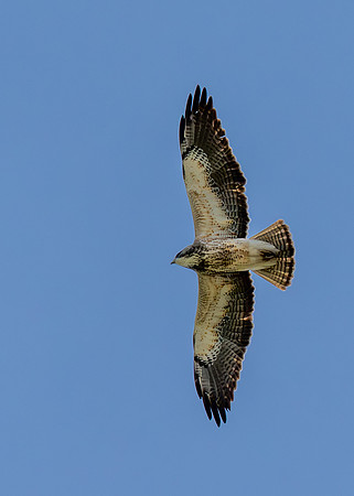 Hawk Watch_MAK1166-Enhanced-NR