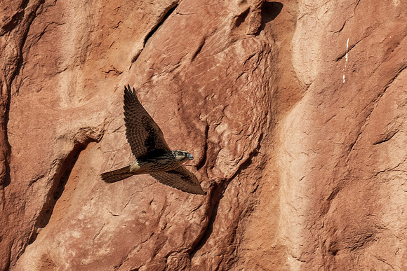 Prairie Falcon _MAK7306
