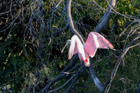 Edenburg Wetlands-MAK_3953