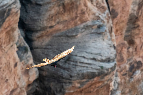 grand-canyon-np-LAK_5935