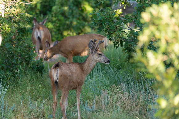 Colorado-MAK_0099