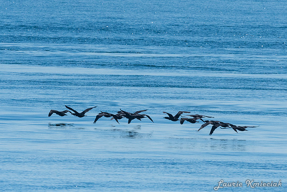 Nwhidby-LAK_3823