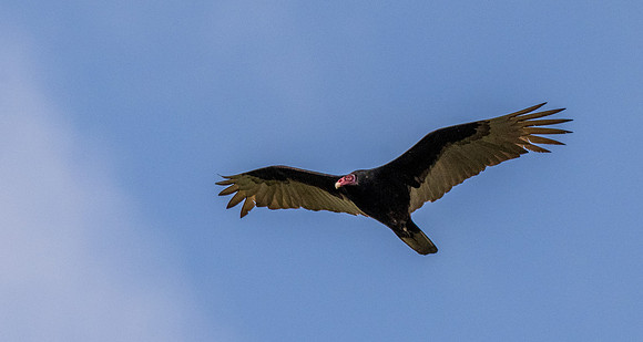 Hawk Watch_MAK1353
