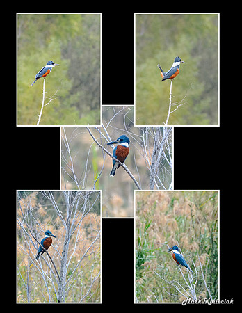 King fisher print-3