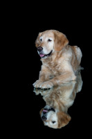 Barley-Spirits Goldens-265