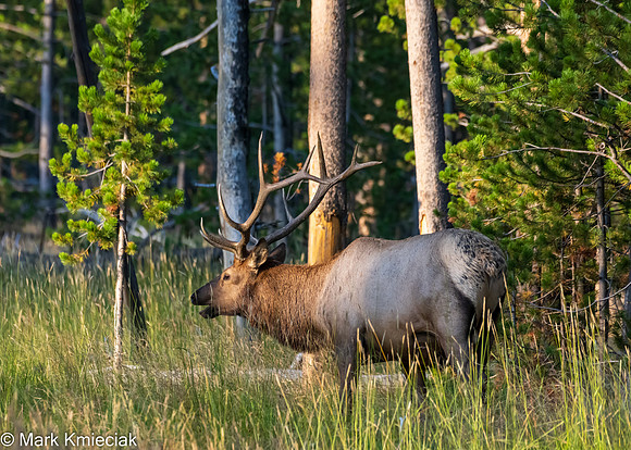 Yellowstone NP-_MAK1434
