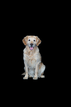 Barley-Spirits Goldens-120