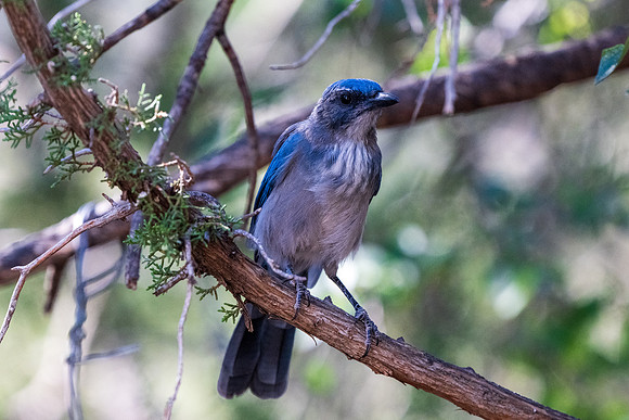 Davis Mountains State Park-8597