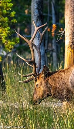 Yellowstone NP-_MAK1436