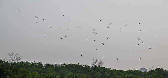Hawk Watch_MAK1073-Enhanced-NR