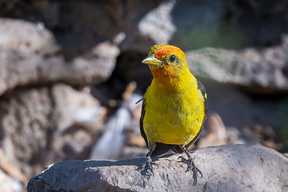 Davis Mountains State Park--6