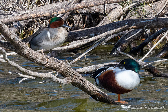 Edinburg Scenic Wetlands-LAK_3653-2