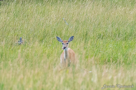 Ennis MT-LAK_8797