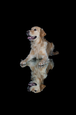 Goose-Spirits Goldens-215