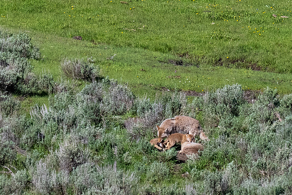 Yellowstone _MAK4429