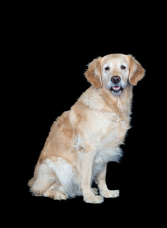 Barley-Spirits Goldens-105