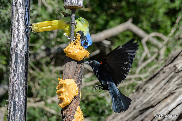 World-birding-MAK_3217
