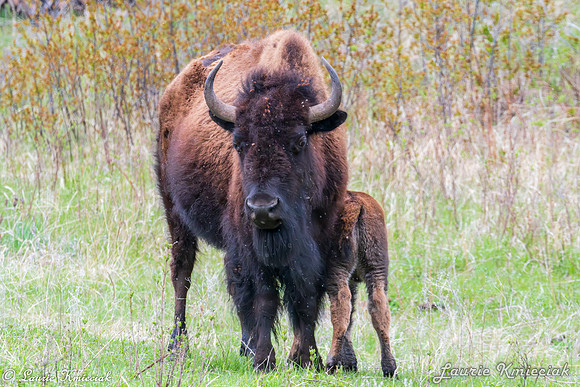 Black-Hills-LAK_6851-Enhanced-NR