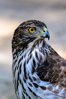 2022 Lower Rio-Grand valley wildlife