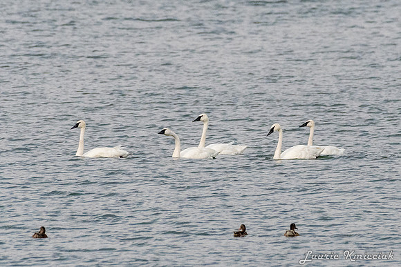 Ennis MT-LAK_9084