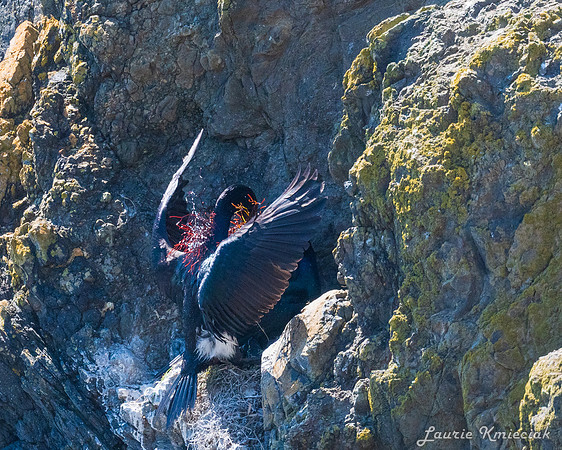 Cannon-Beach-LAK_1601