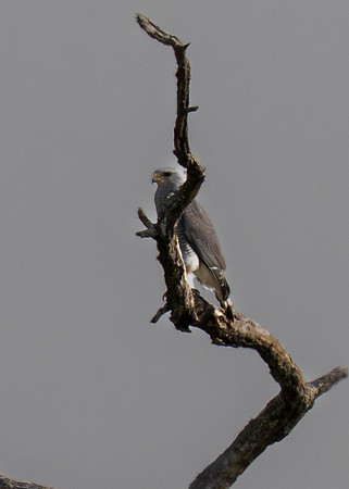 RGV wildlife 2025_MAK0479-Enhanced-NR