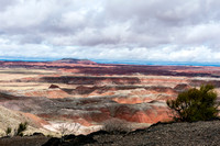 Petrified Forest-MAK_6117