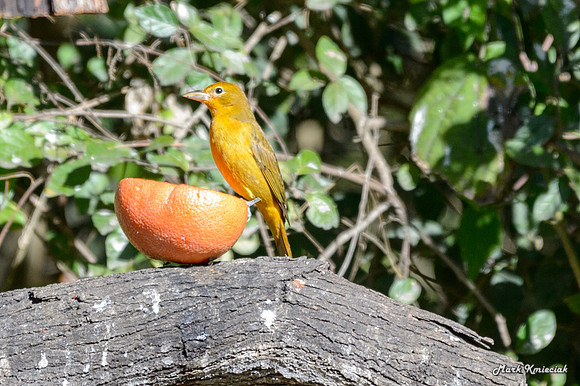Quinta Mazatlan-MAK_3438