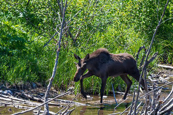 Grand Teton _MAK6161-Enhanced-NR