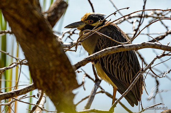 Estero Llano Grande-MAK_2743