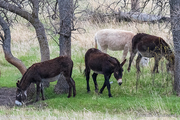 Black-Hills-LAK_6858