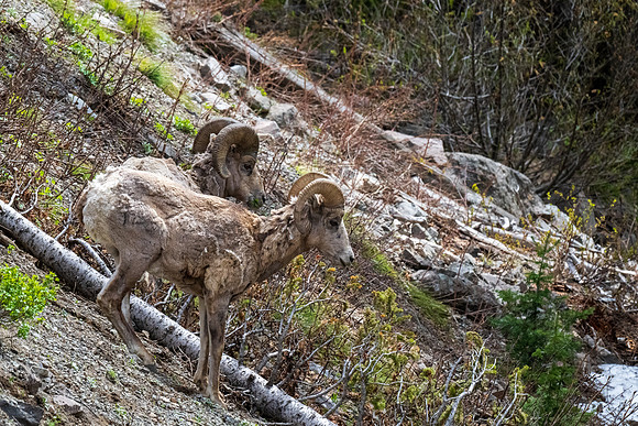 Yellowstone _MAK5288