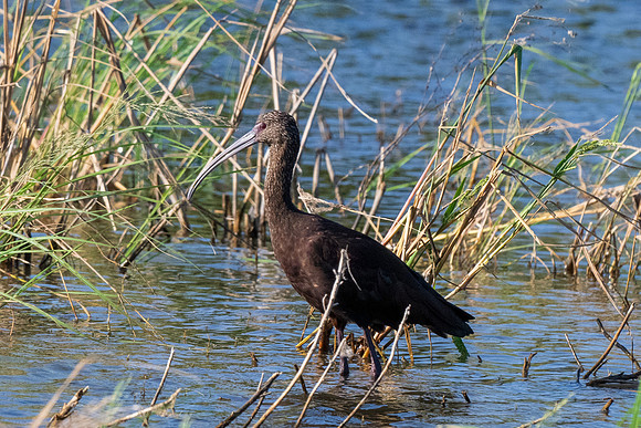 Estero Llano Grande SP_MAK9759