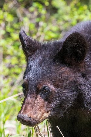 Yellowstone _MAK4716