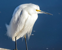 Edenburg Wetlands-MAK_3863