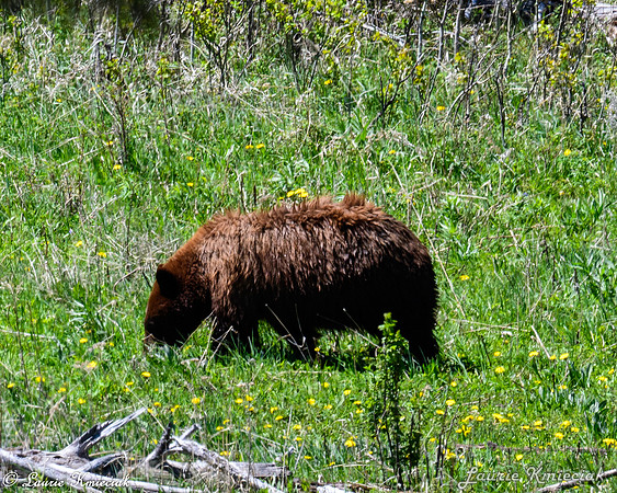 06052024-LAK_0594