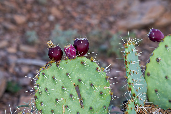 Davis Mountains State Park-