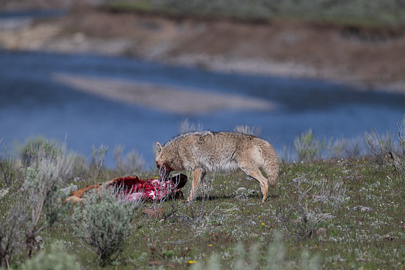 Yellowstone _MAK0337
