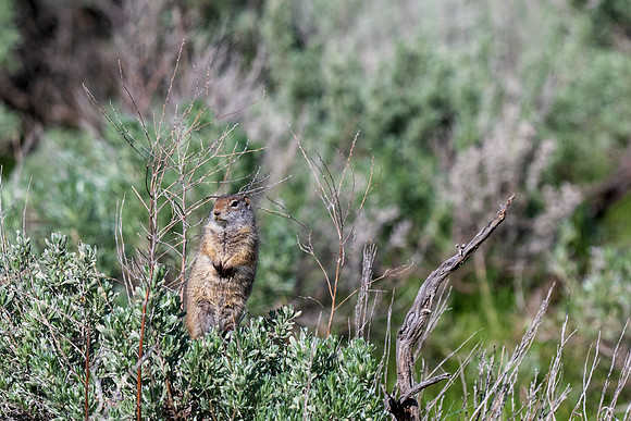 Yellowstone _MAK4480