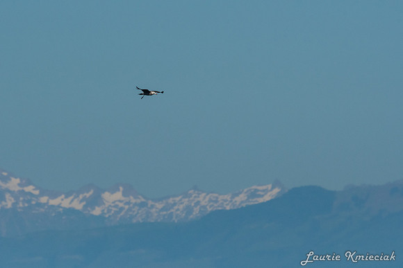 Nwhidby-LAK_4020
