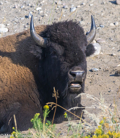 Yellowstone NP-_MAK1854