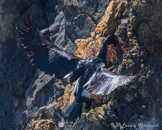 Cannon-Beach-LAK_1599