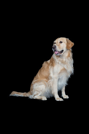 Goose-Spirits Goldens-099