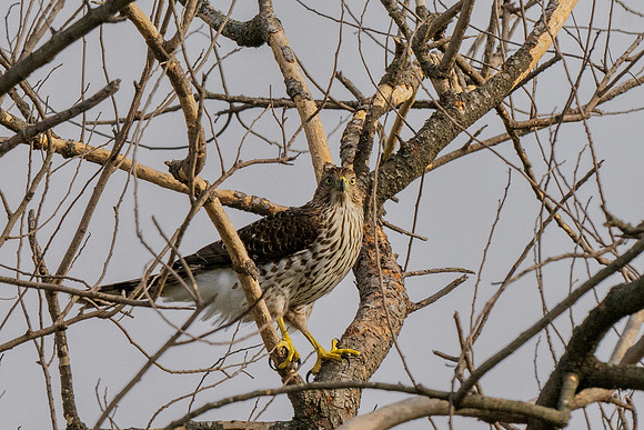 Bentsen-Rio Grande State Park-9018